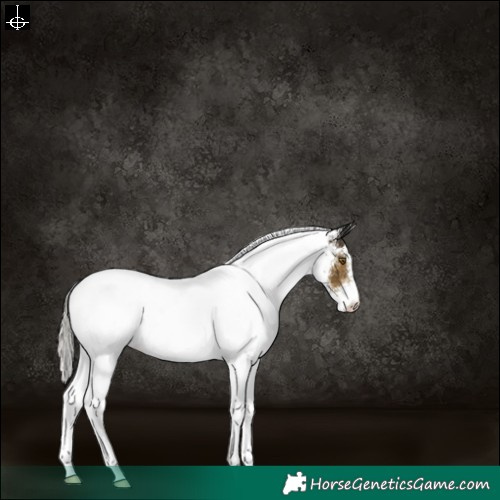 Horse Color:White Spotted Silver Buckskin 