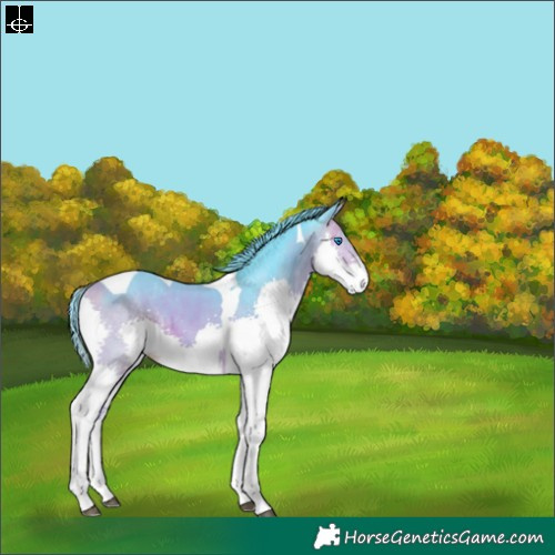 Horse Color:Watercolor Buckskin Splash Tobiano 