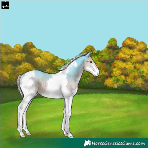 Horse Color:Watercolor Silver Buckskin Splash Tobiano Rabicano 