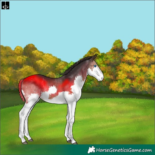 Horse Color:Brown Splash Rabicano