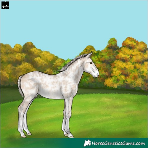 Horse Color:Silver Buckskin Ice Dun Sabino 