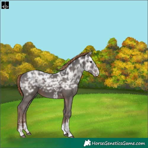 Horse Color:Liver Chestnut Ice Sabino 