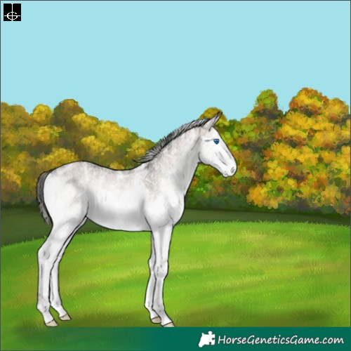 Horse Color:Powder White Liver Red Dun Ice Onyx Sabino Splash Rabicano 