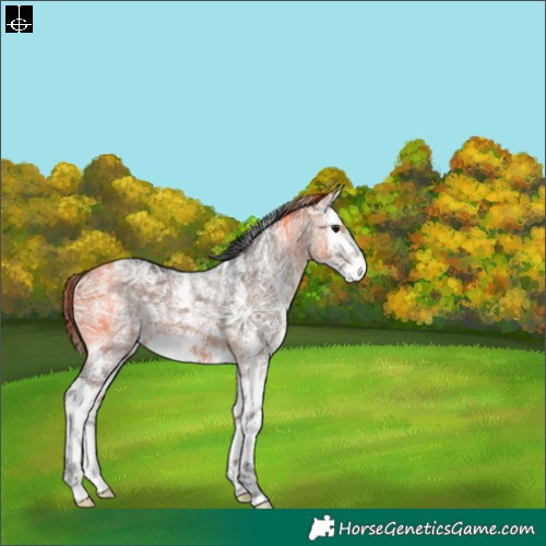 Horse Color:Powder White Brown Ice Dun Sabino Splash 