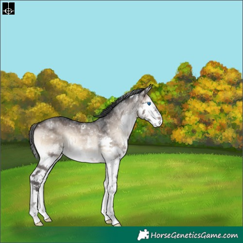 Horse Color:White Spotted Brown Onyx Splash 