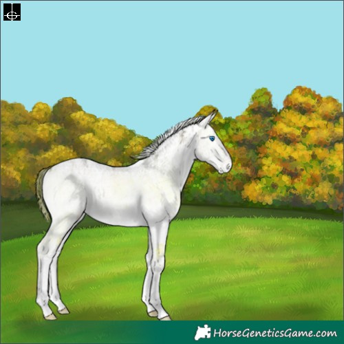 Horse Color:White Spotted Brown Ice Onyx Sabino Splash Rabicano 