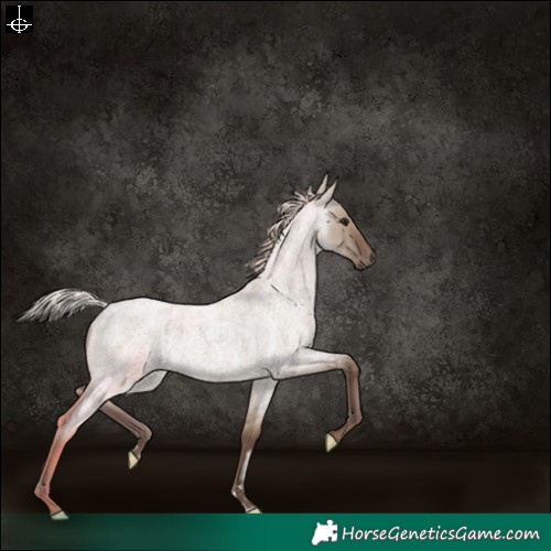 Horse Color:Silver Grullo Roan 