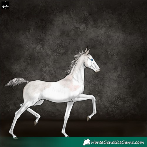 Horse Color:Silver Grullo Roan Splash Rabicano 