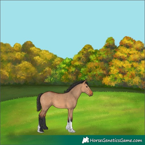 Horse Color:Bay Dun Tobiano