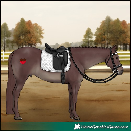 Horse Color:Chocolate Black Rabicano 