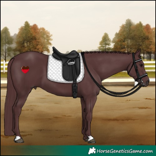 Horse Color:Chocolate Black 