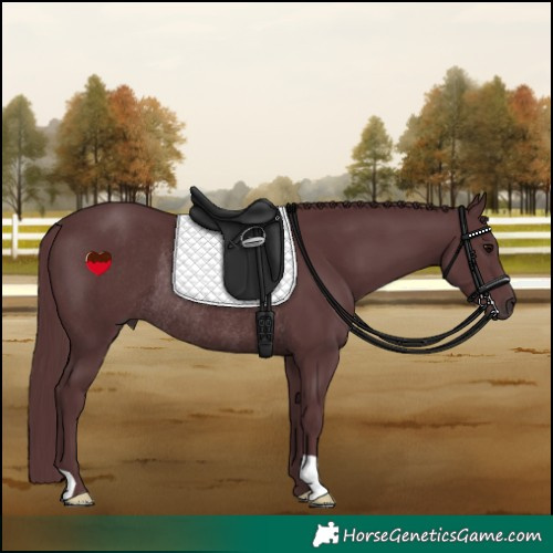 Horse Color:Chocolate Black Rabicano