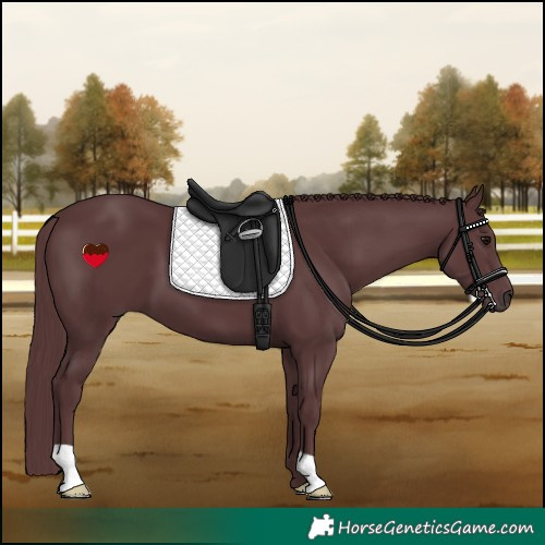 Horse Color:Chocolate Black