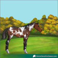 Horse Color:White Spotted Bay Rabicano 