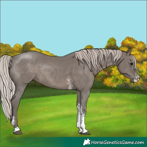 Horse Color:Silver Black Sabino