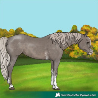 Horse Color:Silver Black Sabino 
