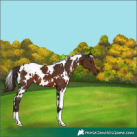 Horse Color:White Spotted Liver Chestnut 