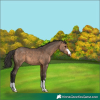 Horse Color:Bay Dun 
