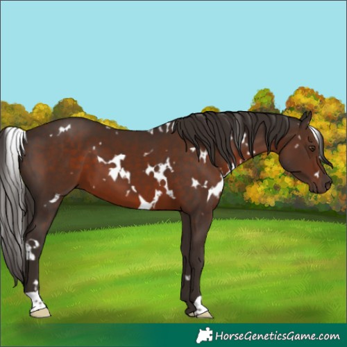 Horse Color:White Spotted Liver Chestnut 