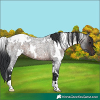 Horse Color:White Spotted Brown Roan 