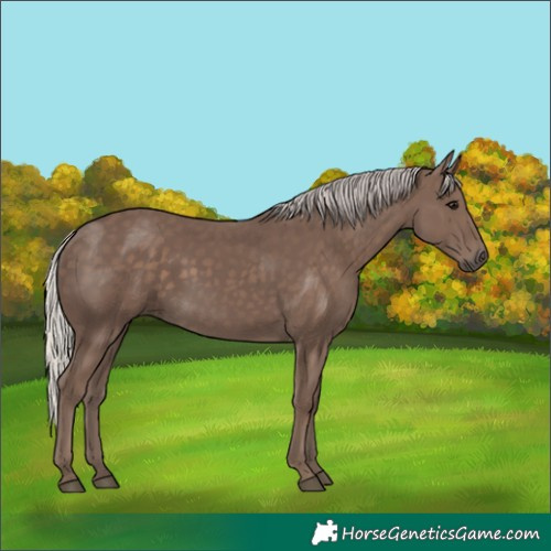 Horse Color:Silver Black