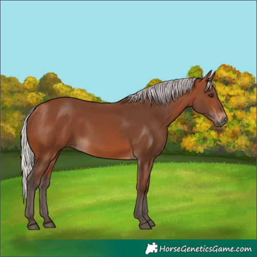 Horse Color:Silver Brown 