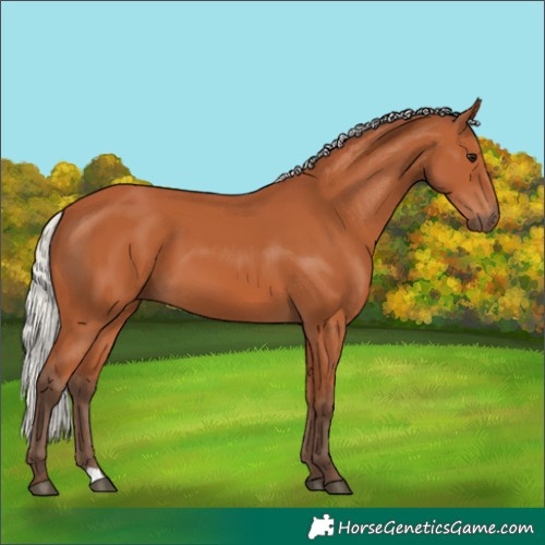 Horse Color:Silver Bay 
