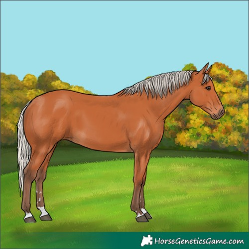 Horse Color:Silver Bay 