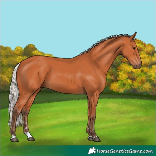 Horse Color:Silver Bay 