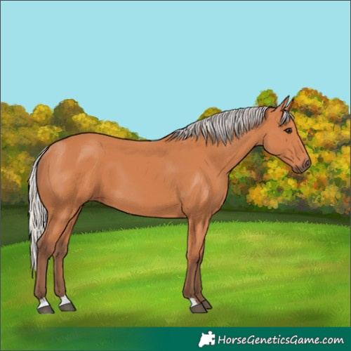 Horse Color:Silver Bay 