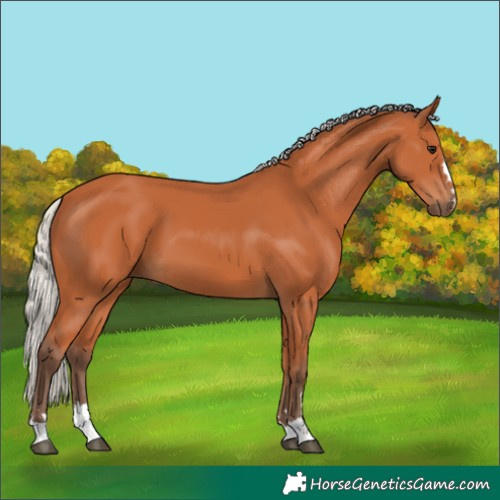 Horse Color:Silver Bay 
