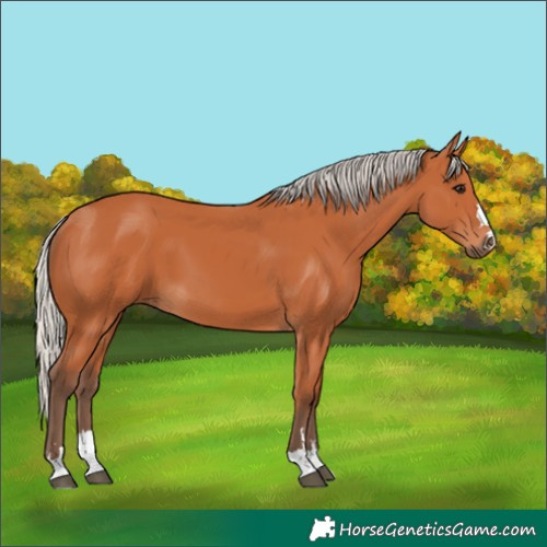 Horse Color:Silver Bay 