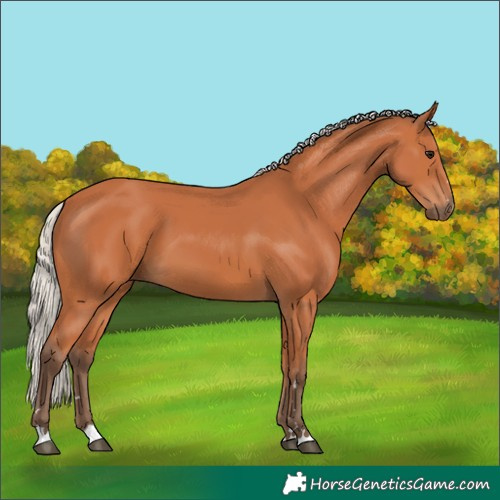 Horse Color:Silver Bay 