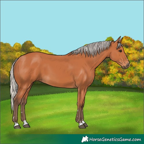 Horse Color:Silver Bay 