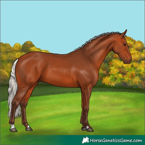 Horse Color:Silver Bay