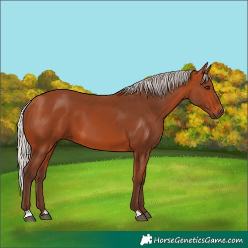 Horse Color:Silver Bay 