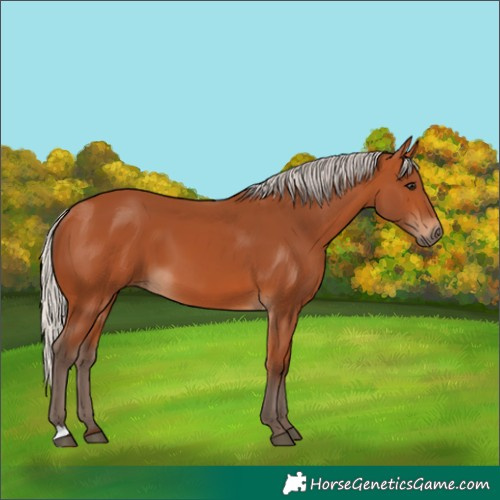Horse Color:Silver Bay 
