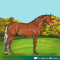 Horse Color:Silver Bay 