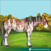 Horse Color:Bay Sabino Rabicano  and Bay Sabino Rabicano 