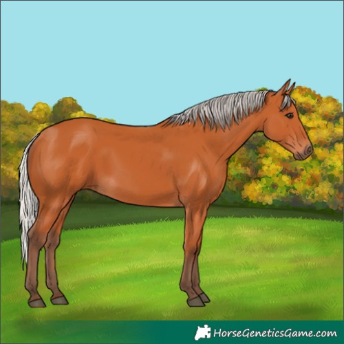 Horse Color:Silver Bay 
