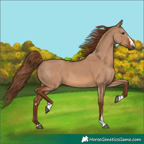 Horse Color:Red Dun and Red Dun