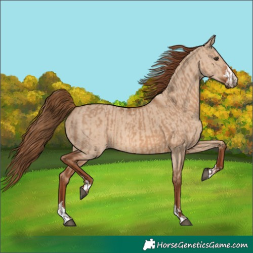 Horse Color:Red Dun  and Red Dun 