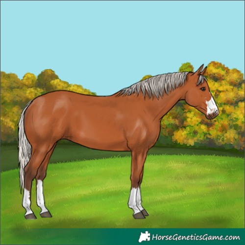 Horse Color:Silver Bay 