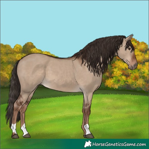 Horse Color:Liver Red Dun  and Liver Red Dun 