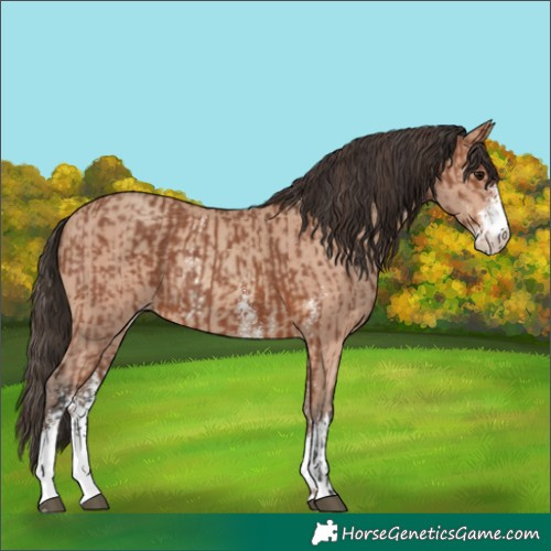 Horse Color:Bay Sabino Rabicano and Amber Champagne Sabino Rabicano