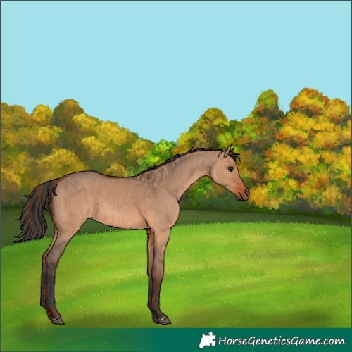 Horse Color:Red Dun  and Bay Dun 