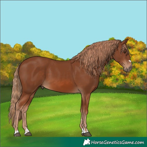 Horse Color:Chestnut 