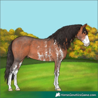 Horse Color:Bay Sabino 
