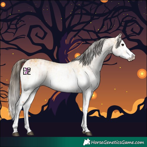 Horse Color:White Spotted Bay Splash  and White Spotted Buckskin Splash 