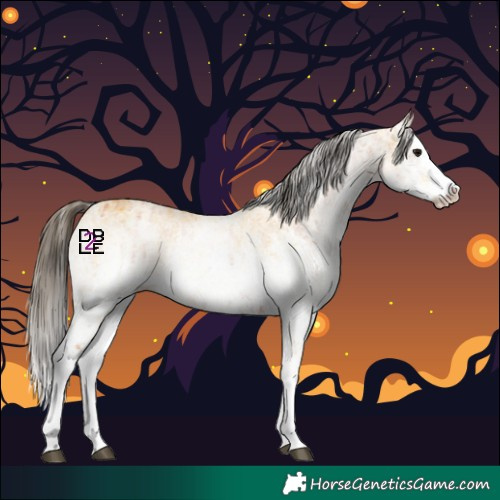 Horse Color:White Spotted Bay Splash and White Spotted Buckskin Splash